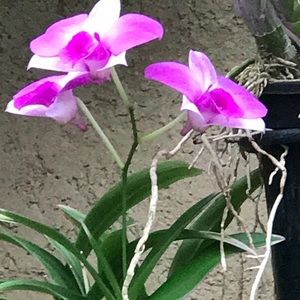 Meet your Posher, Guo